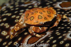 crab on a seacucumber ín Kapalai; D200 by Thomas Lueken 
